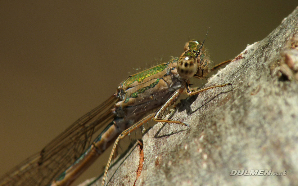 Siberian Winter Damsel (Female, Sympecma paedisca)